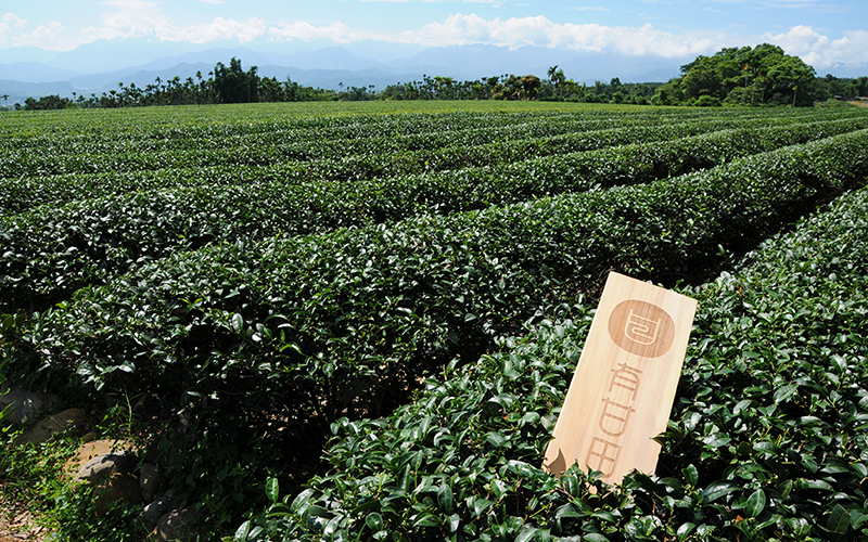 taiwan premium organic tea