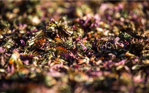 乾燥有機紫錐菊花-小圖