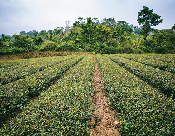 松輝有機茶園擁有優越的茶葉栽種環境小圖