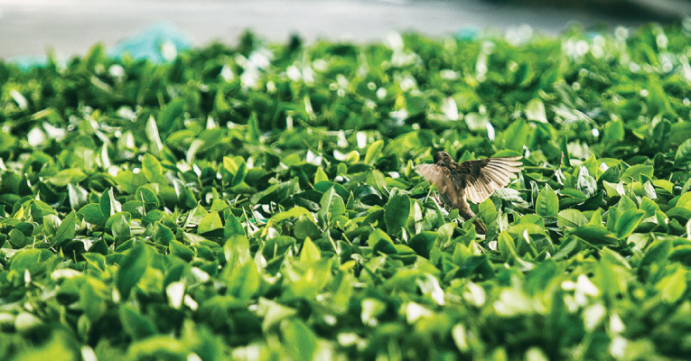 松輝有機茶園堅持大地自律平衡方式栽種有機金萱茶