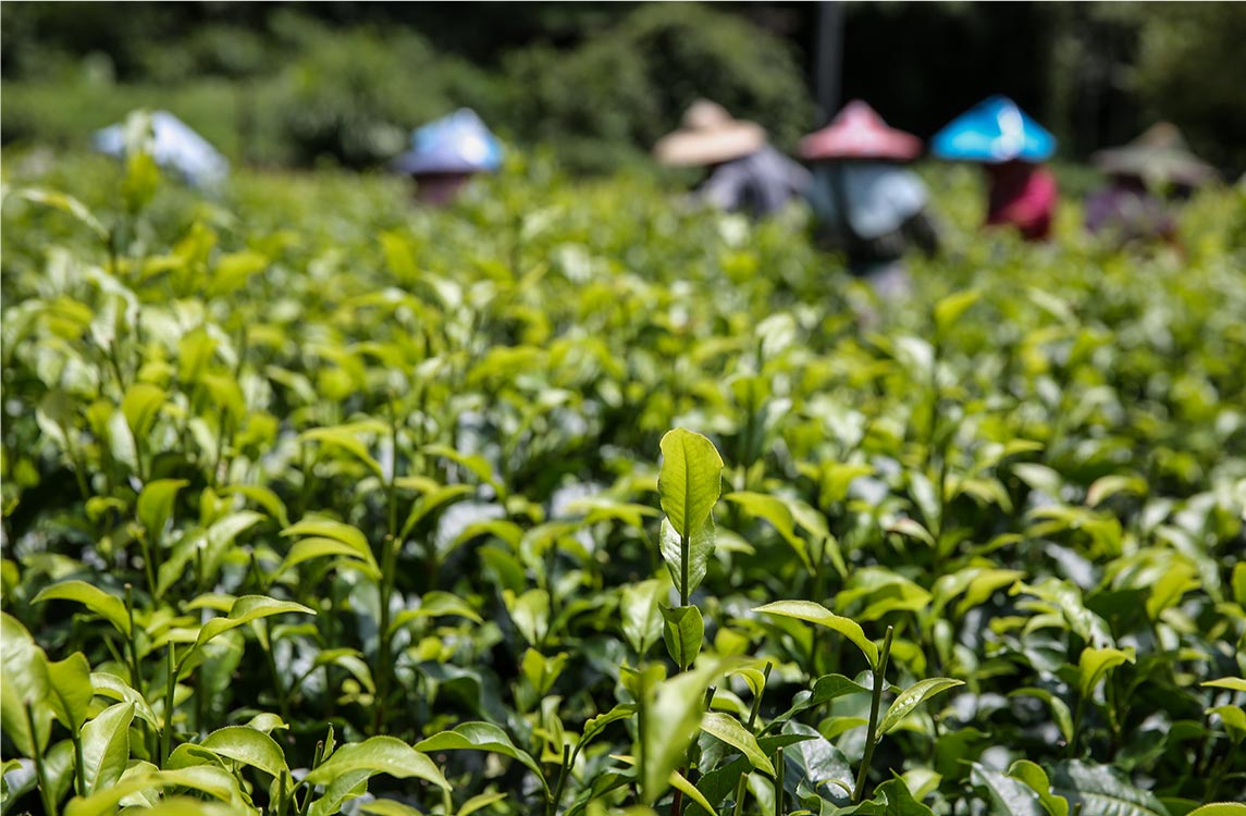 香山農場-香茶巷40號-採收有機紅茶