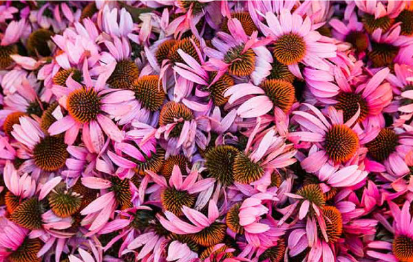 風乾紫錐菊花